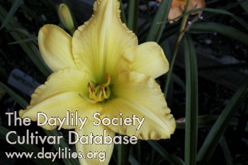Daylily Andrew Christian